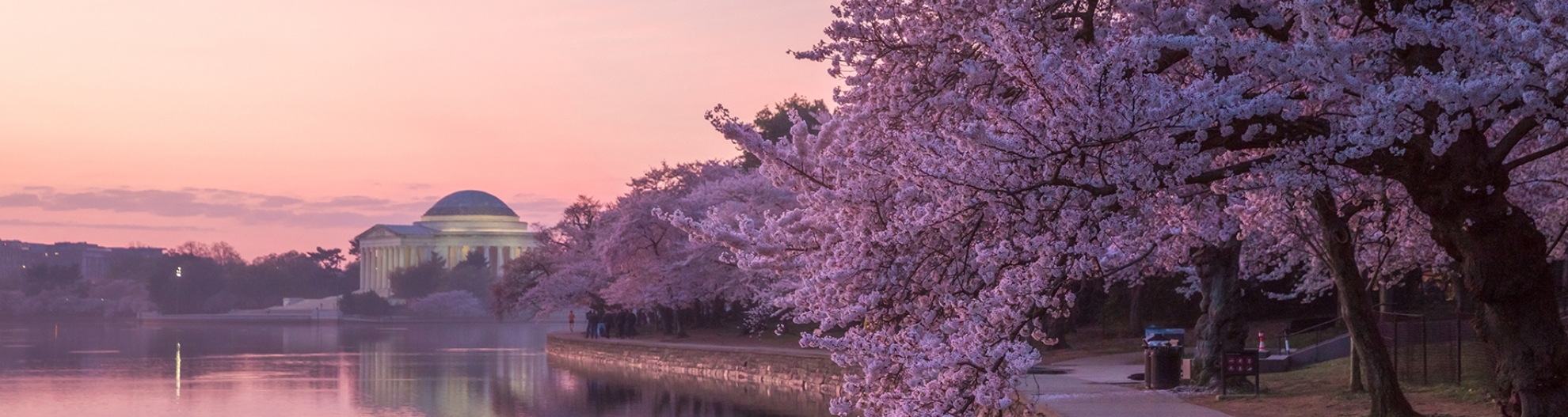 Sunrise at Tidal Basin when the cherry blossoms were in full bloom Washington DC
